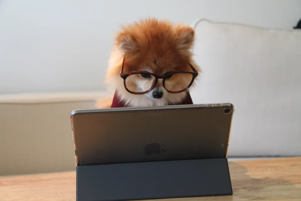 cute dog with glasses front of the laptop